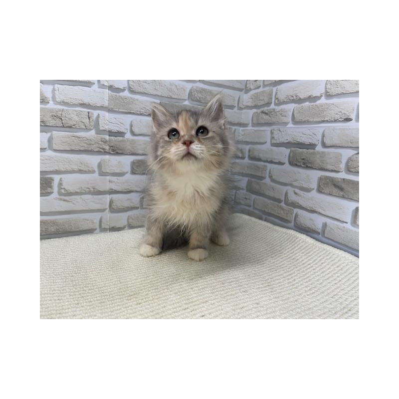 販売中の埼玉県のマンチカン-132724の3枚目