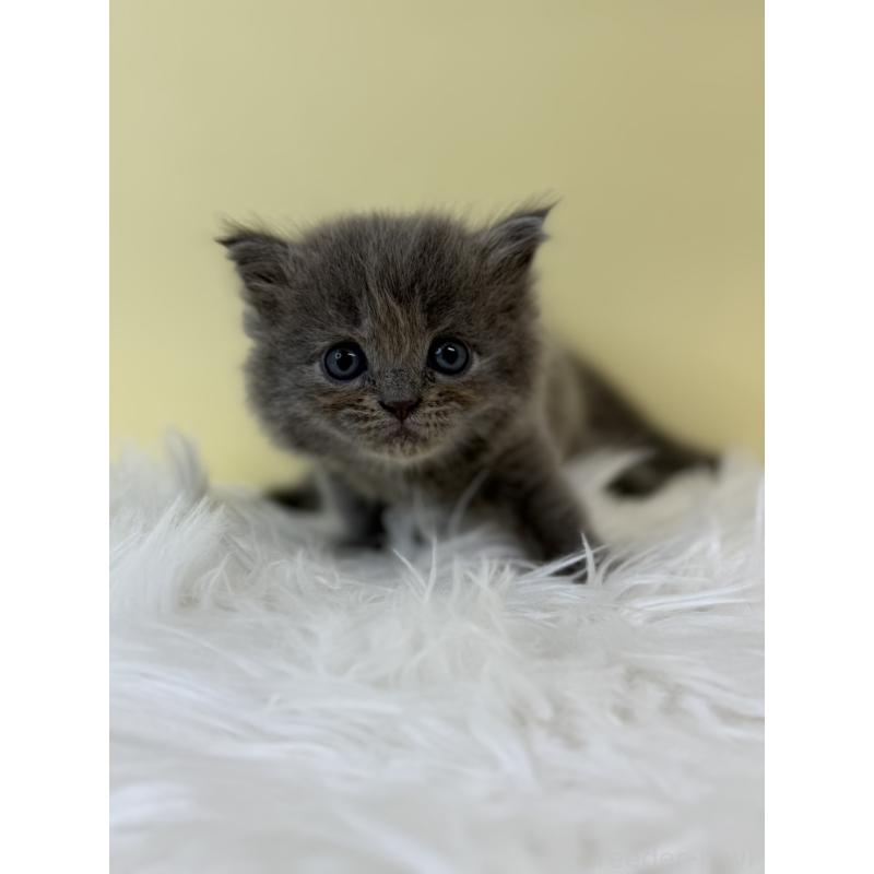 販売中の埼玉県のラガマフィン-132195の4枚目