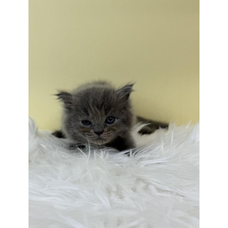 販売中の埼玉県のラガマフィン-132195の2枚目