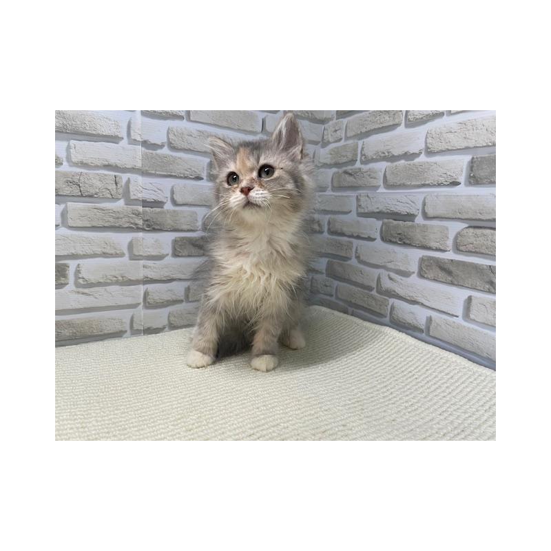 販売中の埼玉県のマンチカン-132724の2枚目