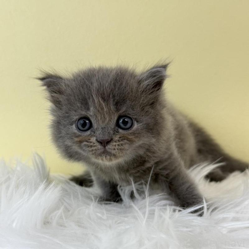 販売中の埼玉県のラガマフィン-132195の1枚目