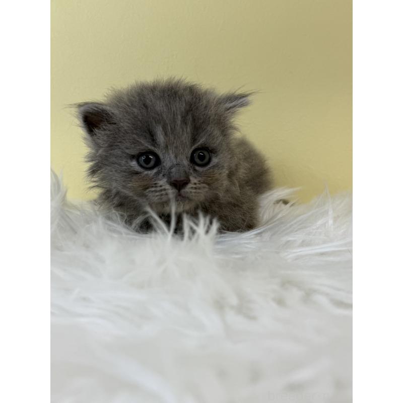 販売中の埼玉県のラガマフィン-132196の4枚目