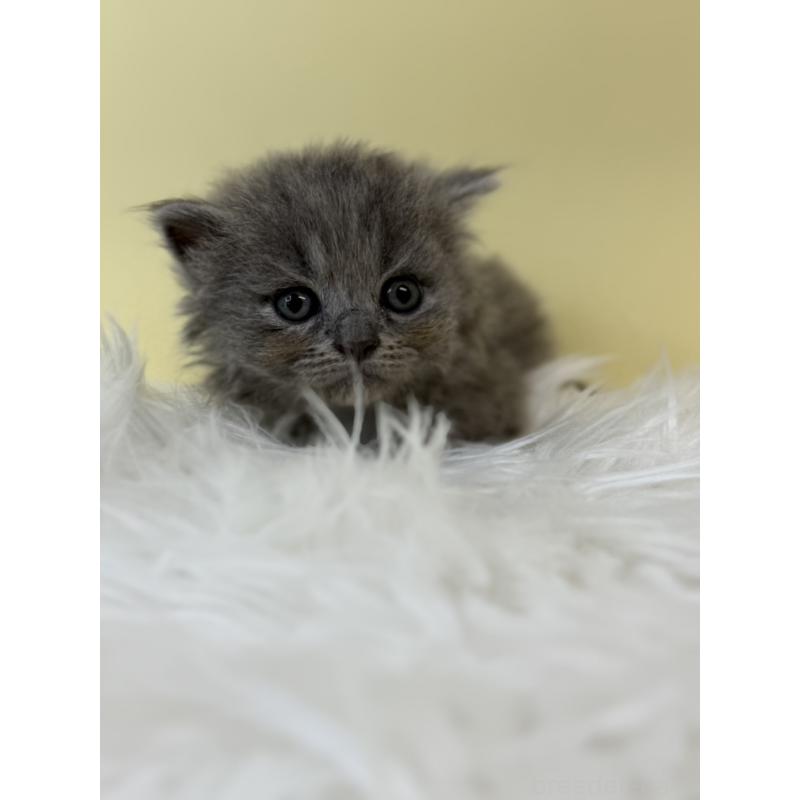 販売中の埼玉県のラガマフィン-132196の2枚目