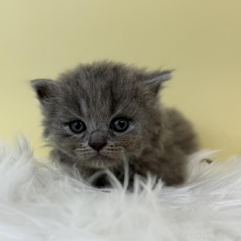 販売中の埼玉県のラガマフィン-132196の1枚目