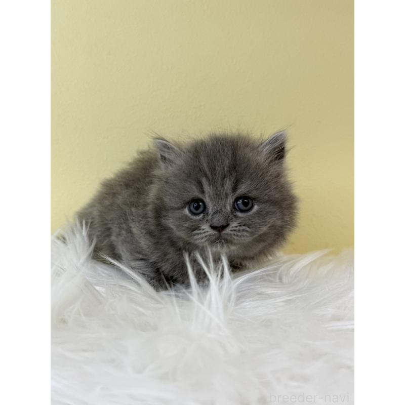 販売中の埼玉県のラガマフィン-132197の4枚目