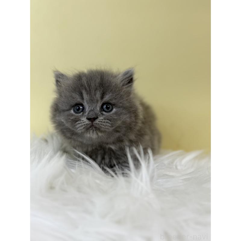 販売中の埼玉県のラガマフィン-132197の3枚目