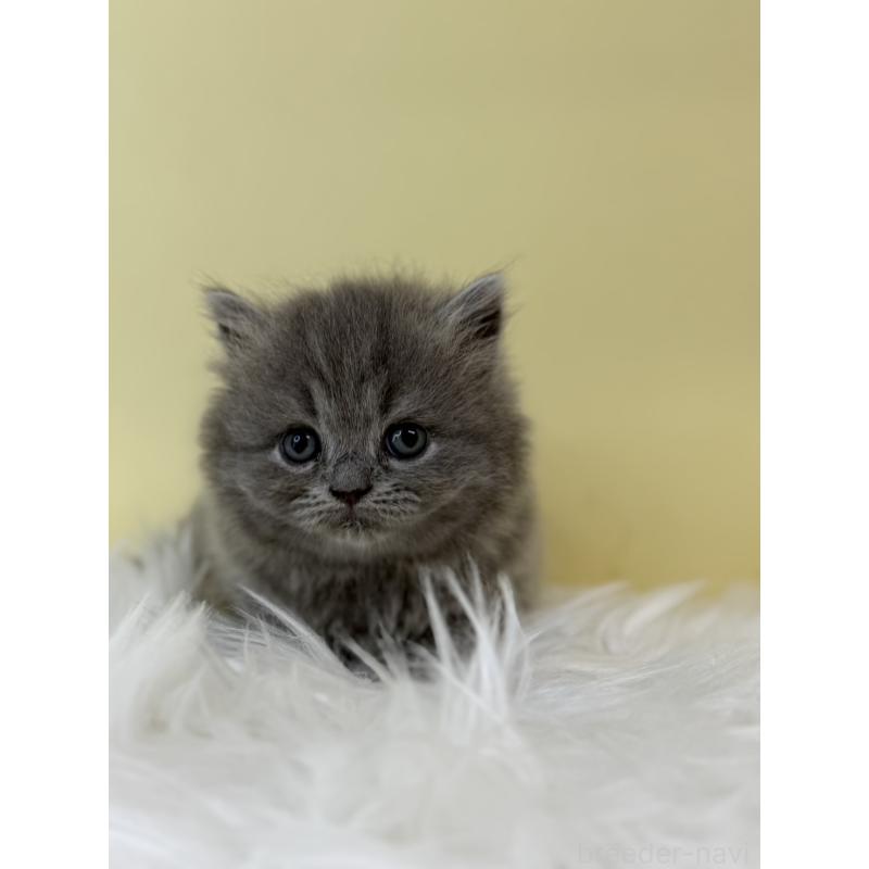 販売中の埼玉県のラガマフィン-132197の2枚目