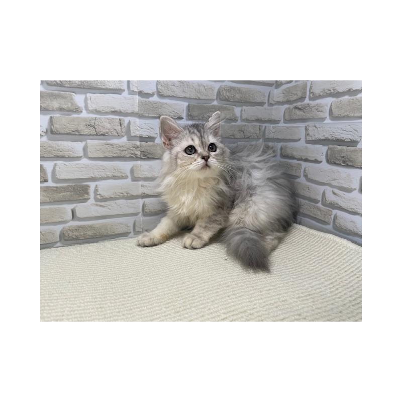 販売中の埼玉県のマンチカン-132725の4枚目