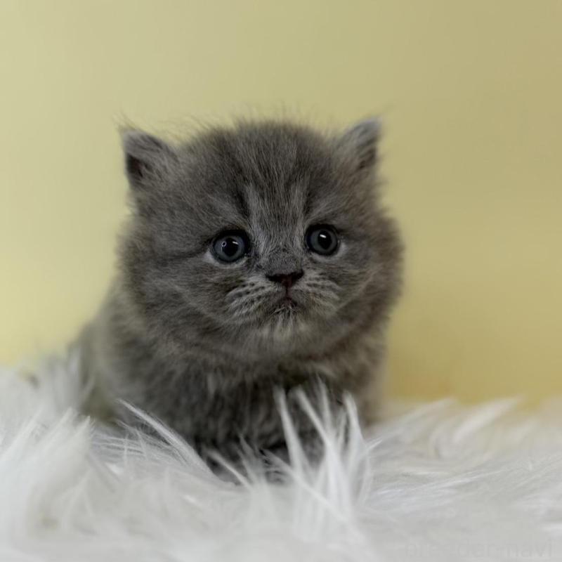 販売中の埼玉県のラガマフィン-132197