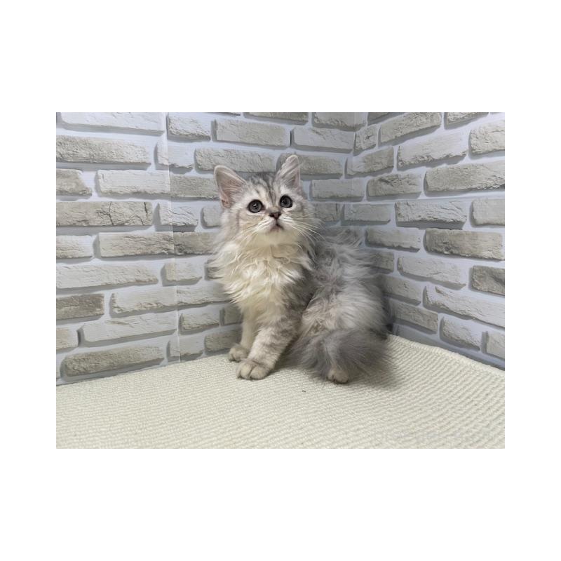 販売中の埼玉県のマンチカン-132725の3枚目