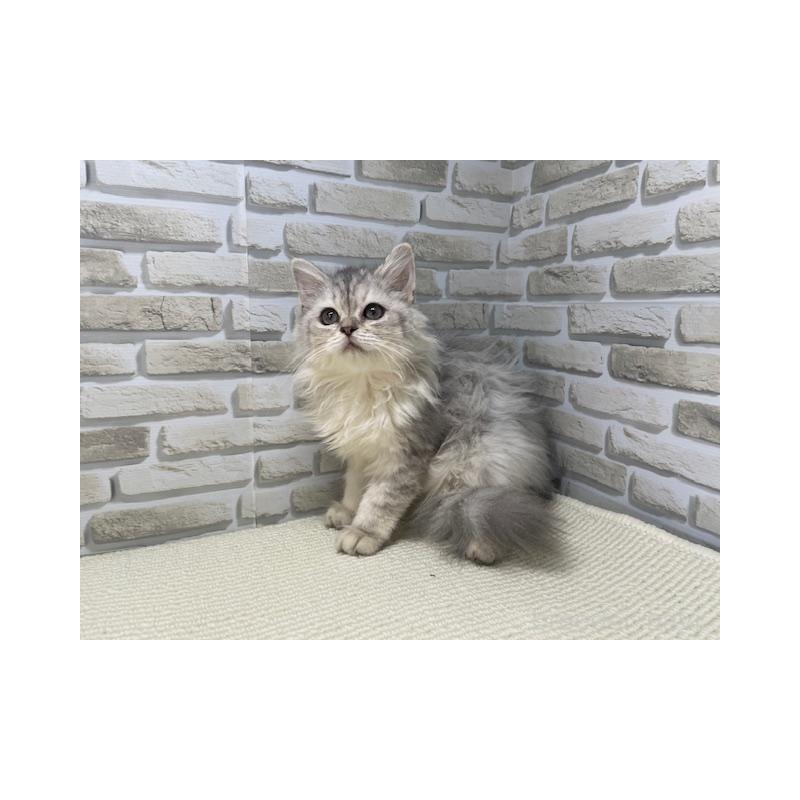 販売中の埼玉県のマンチカン-132725の2枚目