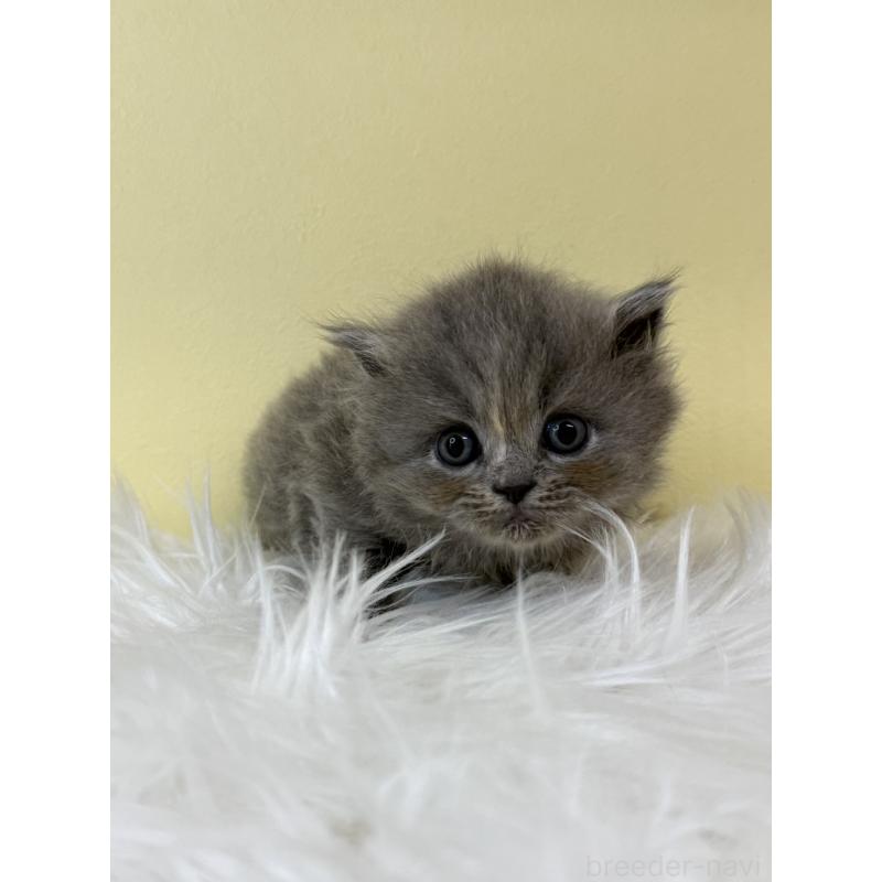 販売中の埼玉県のラガマフィン-132198の4枚目