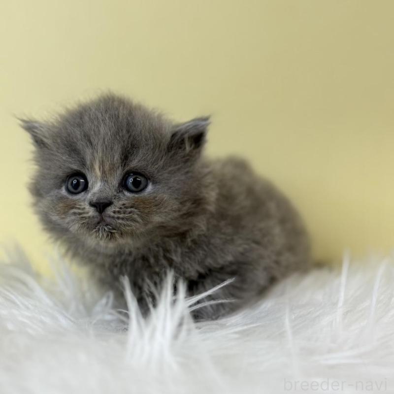 販売中の埼玉県のラガマフィン-132198