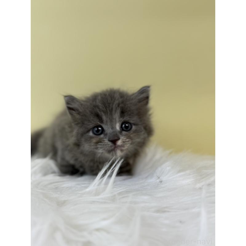 販売中の埼玉県のラガマフィン-132199の4枚目