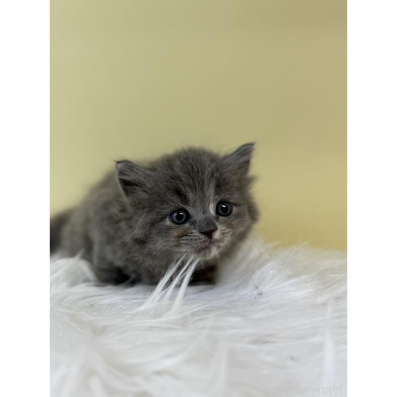 販売中の埼玉県のラガマフィン-132199の2枚目