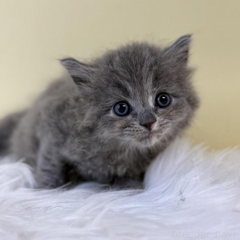 販売中の埼玉県のラガマフィン-132199