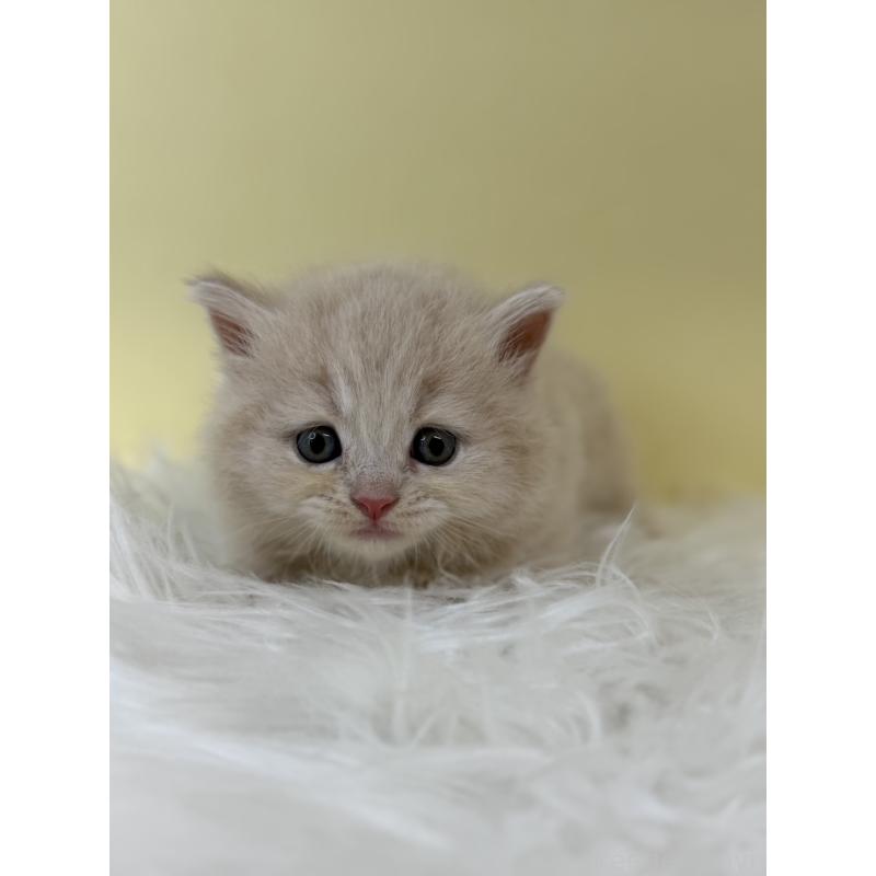 販売中の埼玉県のラガマフィン-132200の3枚目