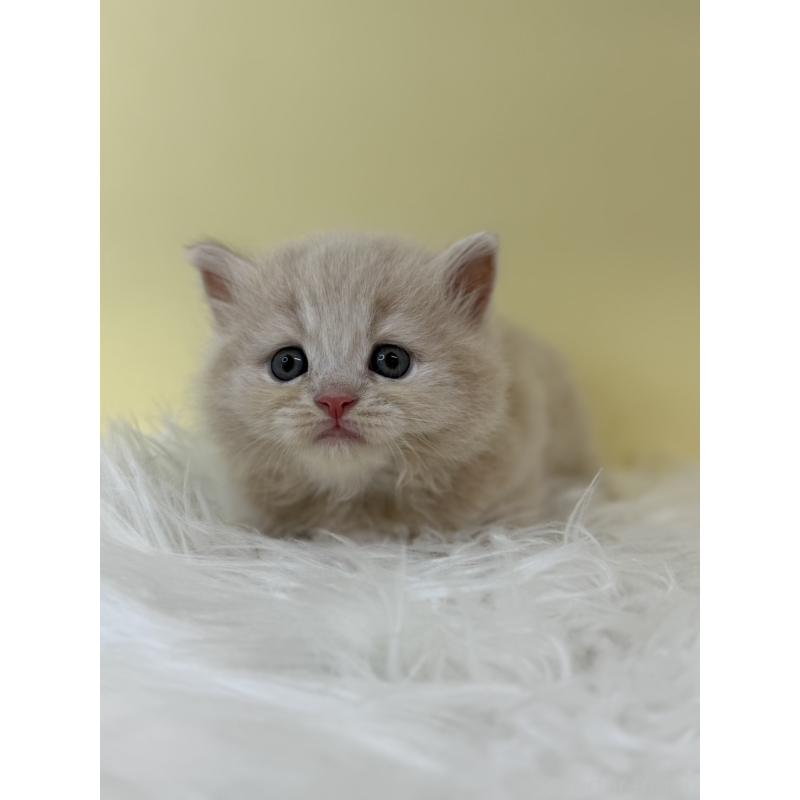 販売中の埼玉県のラガマフィン-132200の2枚目