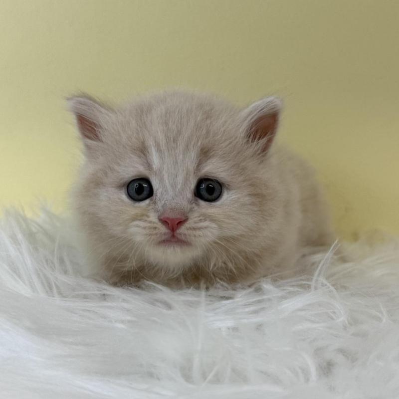 販売中の埼玉県のラガマフィン-132200