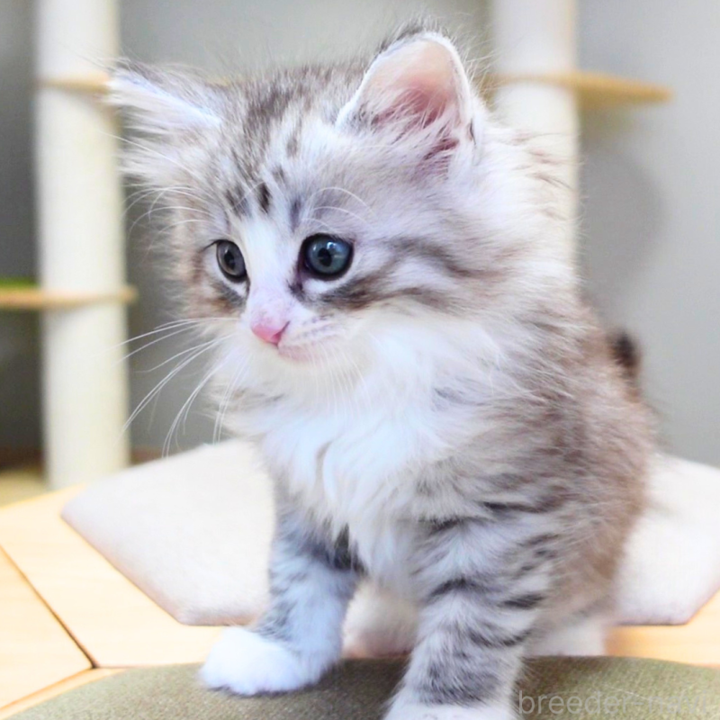 販売中の神奈川県のノルウェージャンフォレストキャット-132726の12枚目