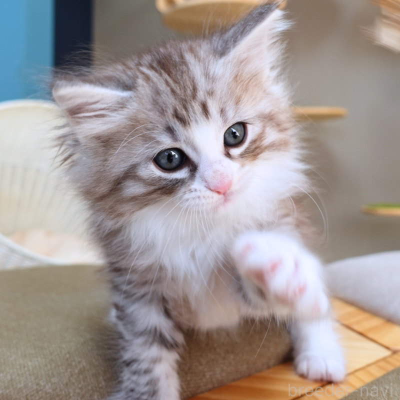 販売中の神奈川県のノルウェージャンフォレストキャット-132726の11枚目