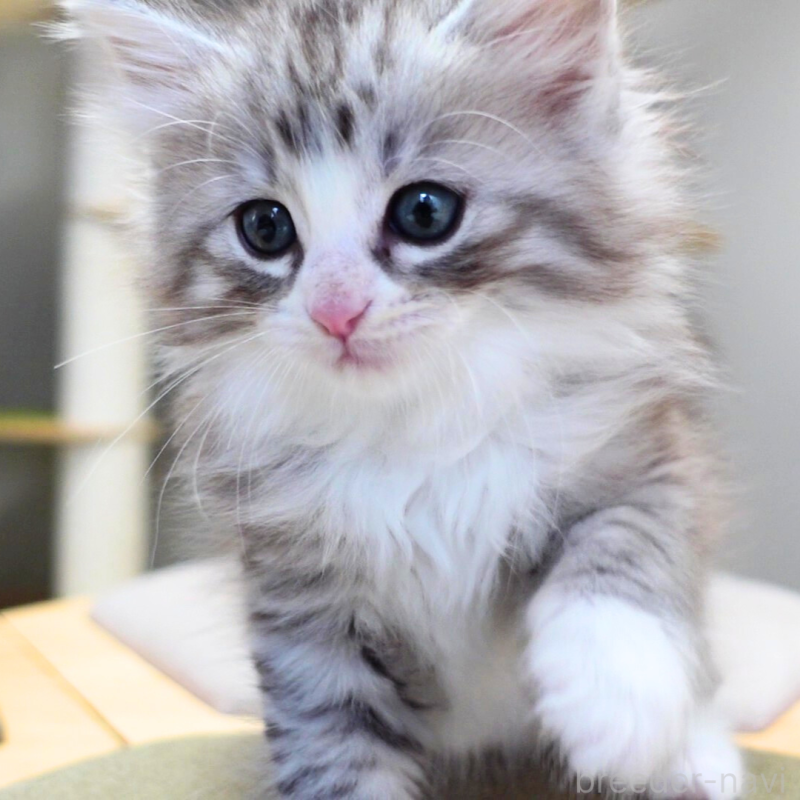 販売中の神奈川県のノルウェージャンフォレストキャット-132726の10枚目