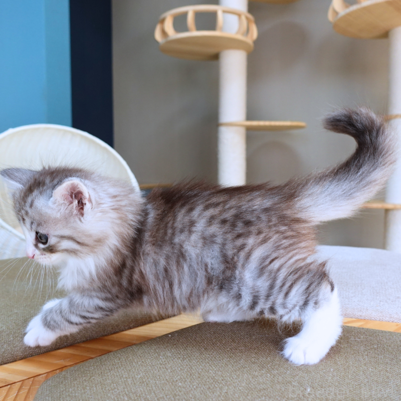 販売中の神奈川県のノルウェージャンフォレストキャット-132726の9枚目