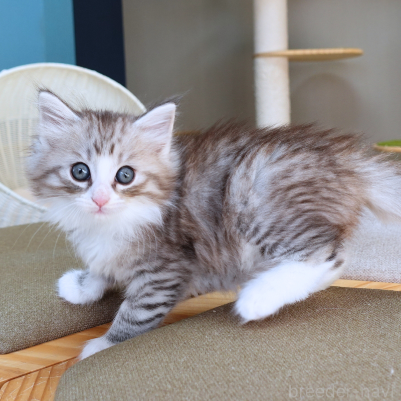 販売中の神奈川県のノルウェージャンフォレストキャット-132726の8枚目