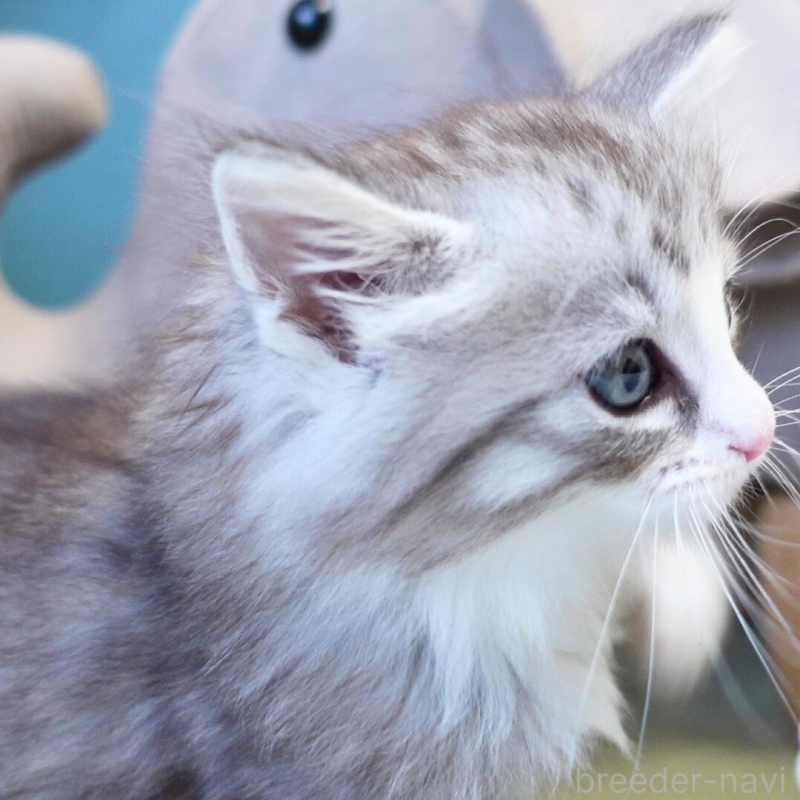 販売中の神奈川県のノルウェージャンフォレストキャット-132726の7枚目