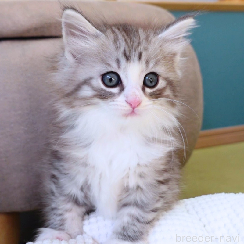 販売中の神奈川県のノルウェージャンフォレストキャット-132726の6枚目