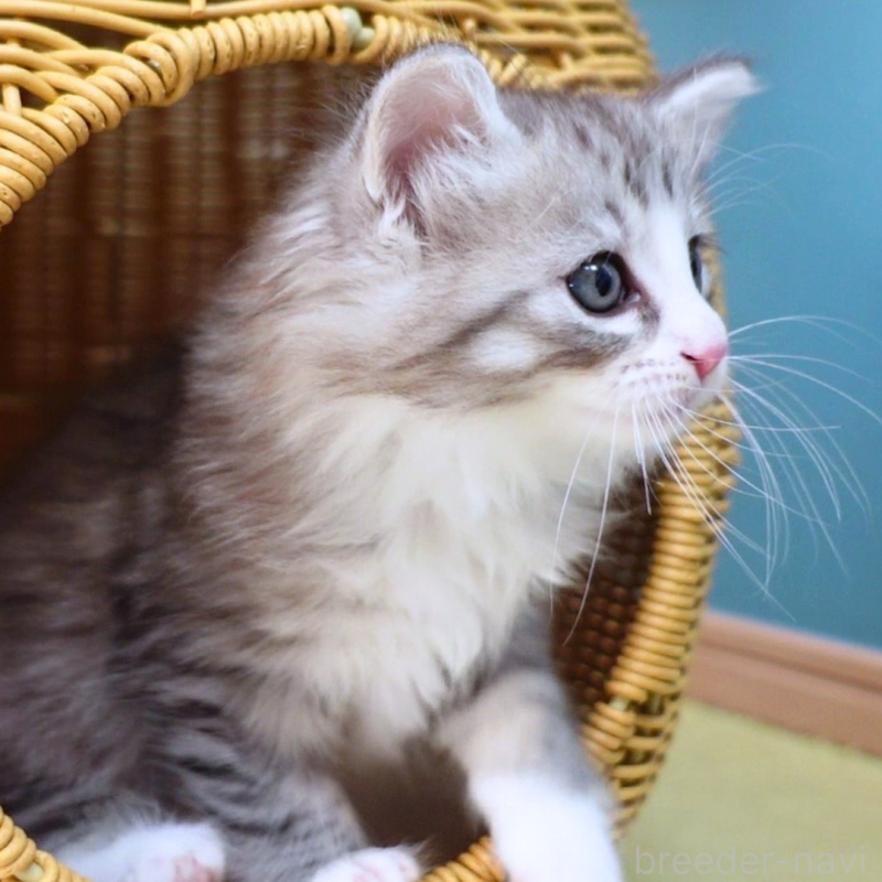 販売中の神奈川県のノルウェージャンフォレストキャット-132726の5枚目