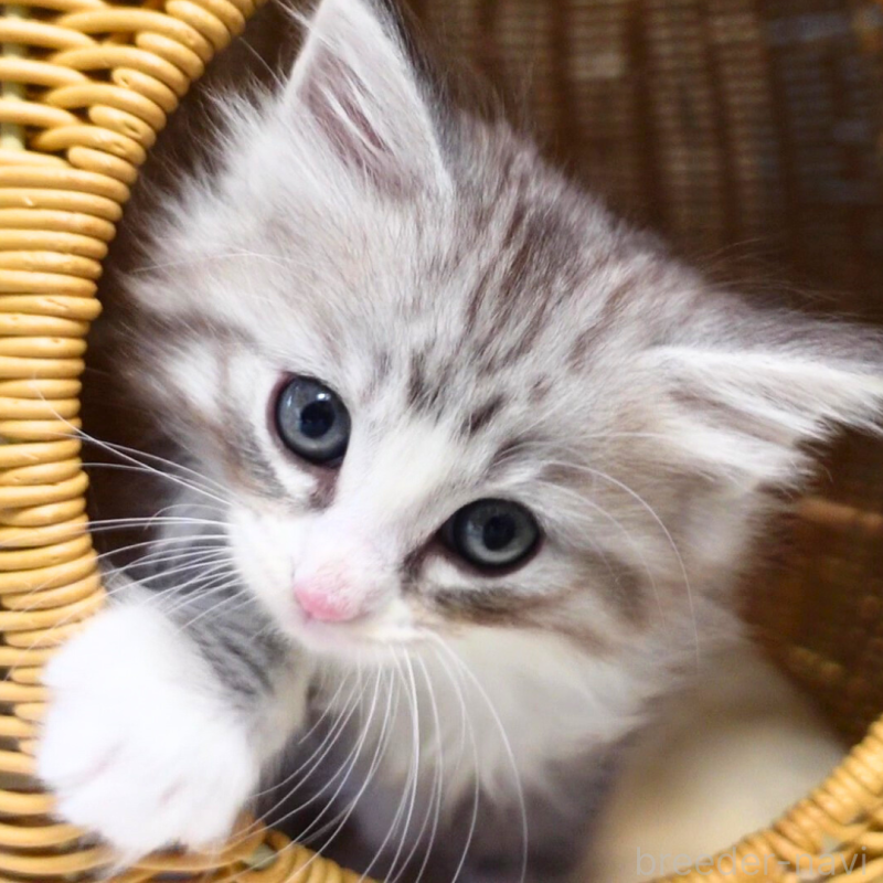 販売中の神奈川県のノルウェージャンフォレストキャット-132726の1枚目