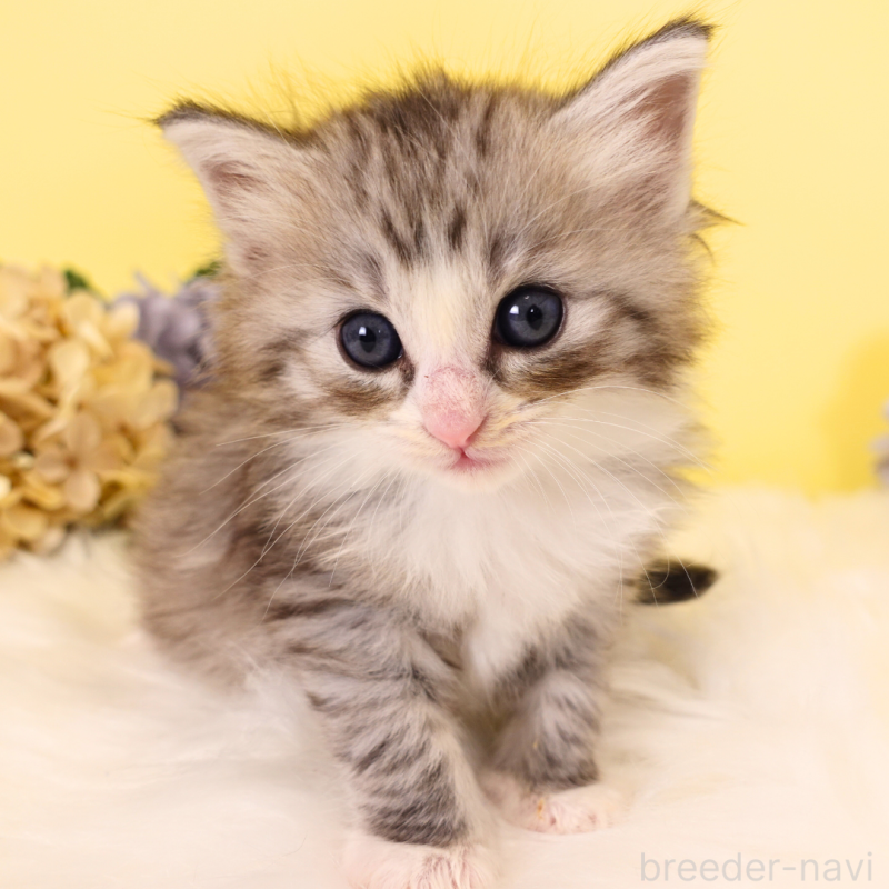 販売中の神奈川県のノルウェージャンフォレストキャット-132726の4枚目