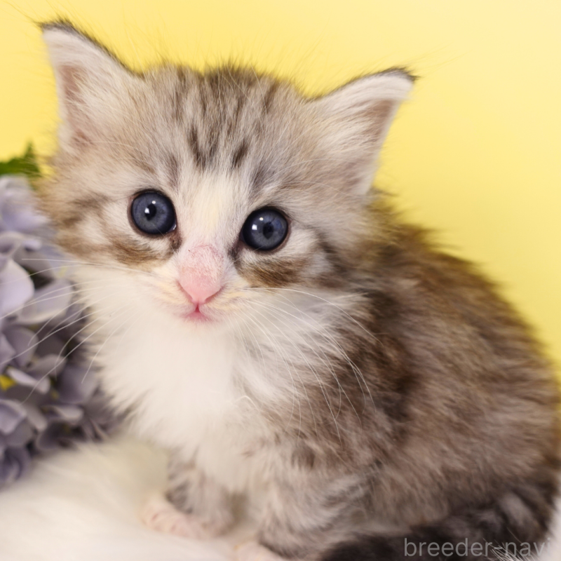 販売中の神奈川県のノルウェージャンフォレストキャット-132726の3枚目