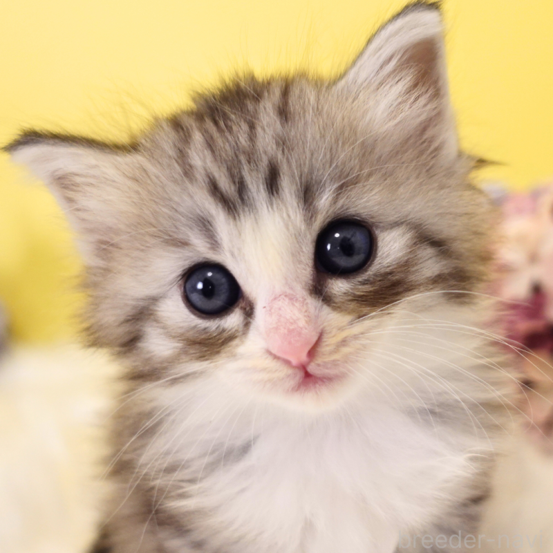 販売中の神奈川県のノルウェージャンフォレストキャット-132726の2枚目