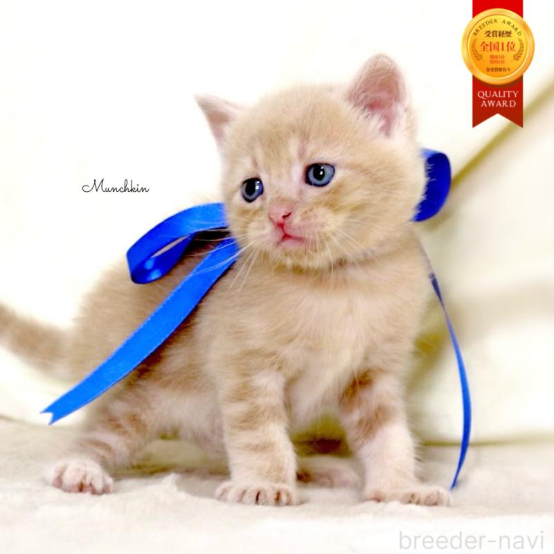 販売中の栃木県のマンチカン-131995