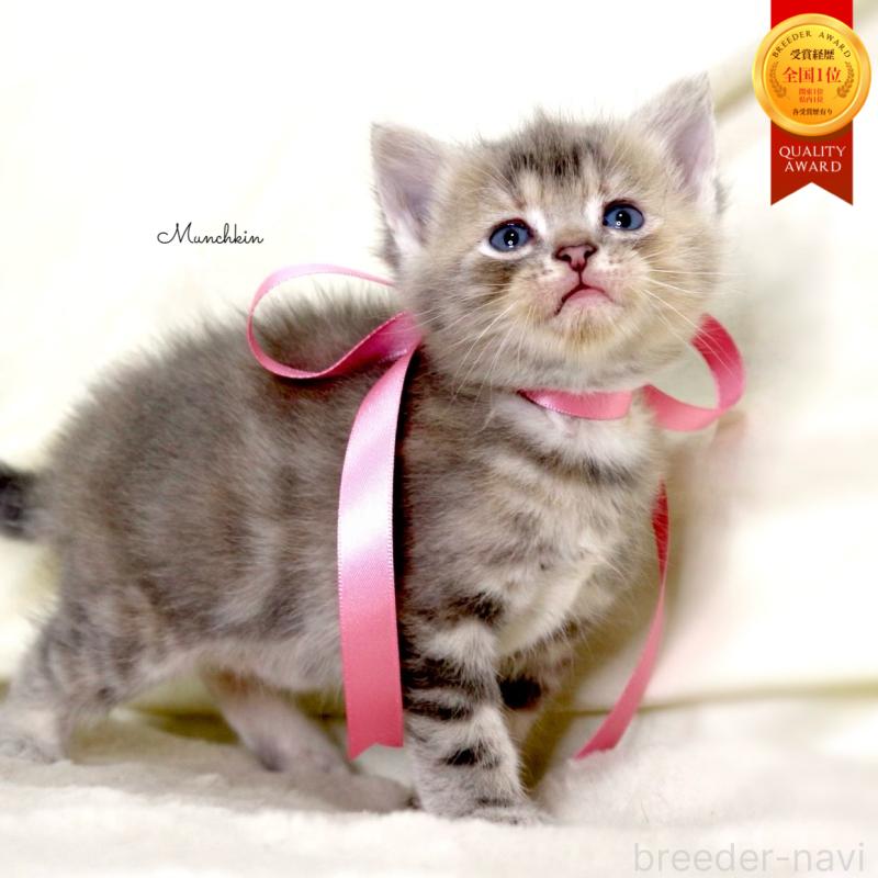 販売中の栃木県のマンチカン-131993