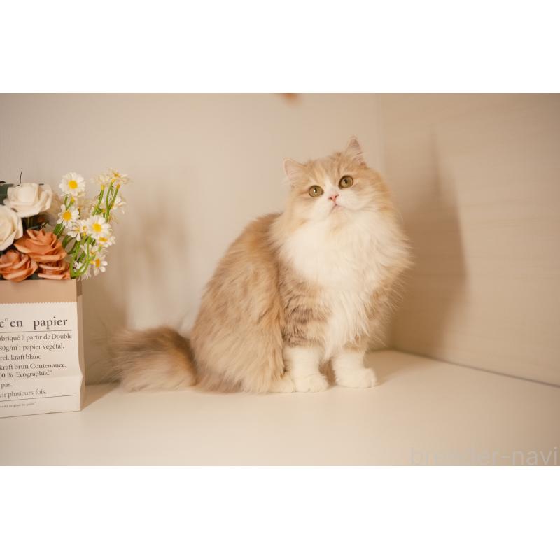 チョコレートキャリコちゃん1枚目