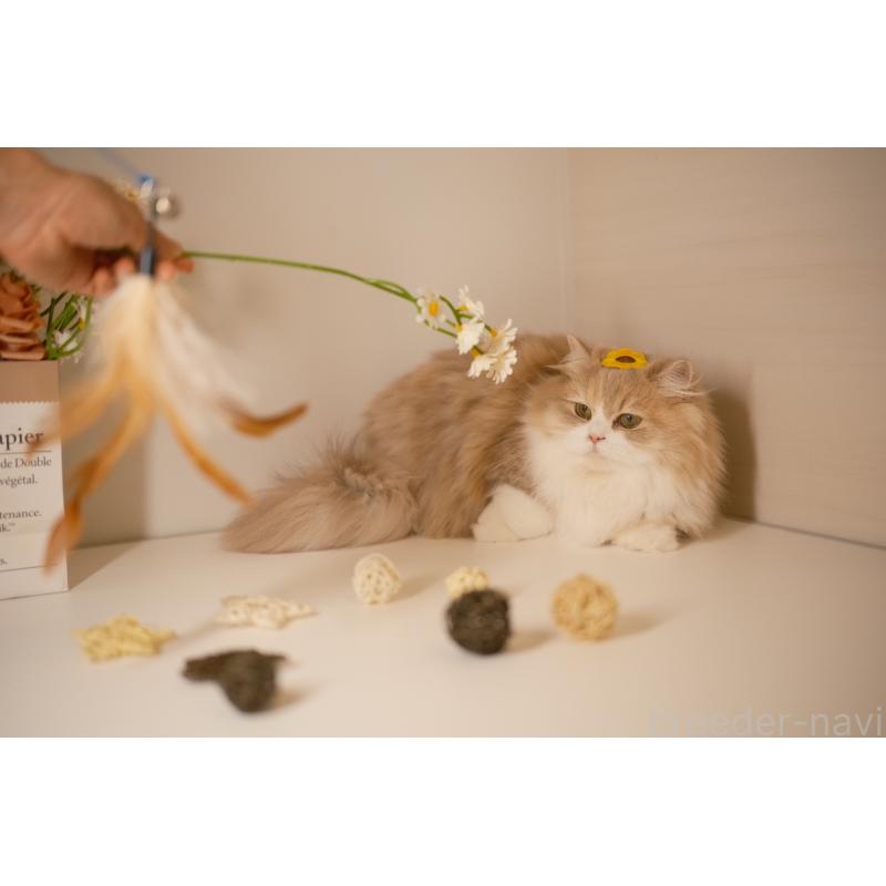 チョコレートキャリコちゃん1枚目