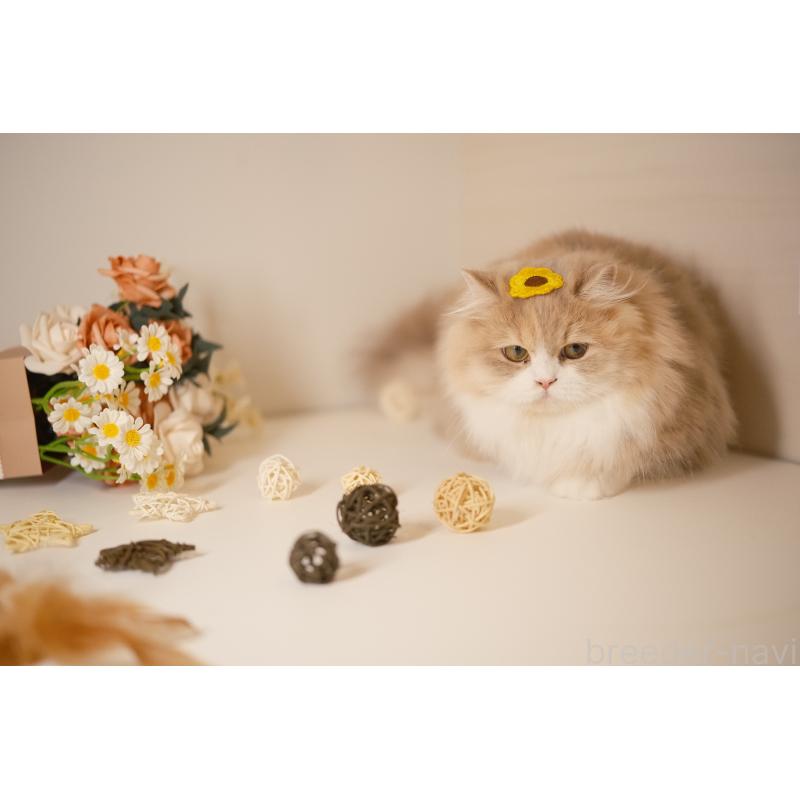 チョコレートキャリコちゃん1枚目