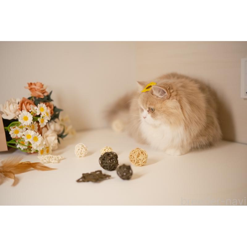 チョコレートキャリコちゃん1枚目