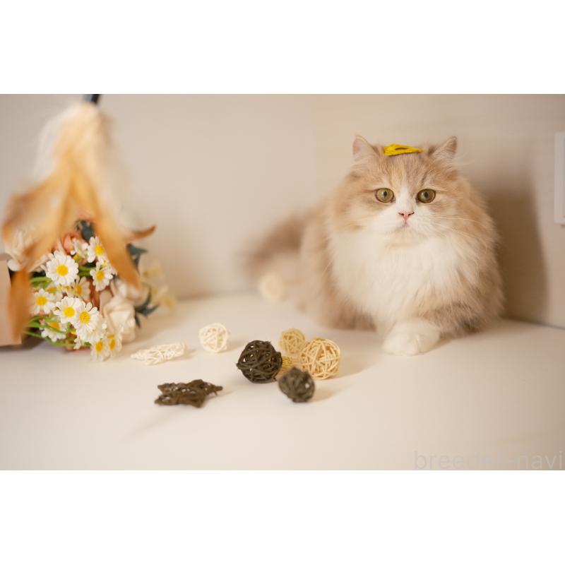 チョコレートキャリコちゃん1枚目