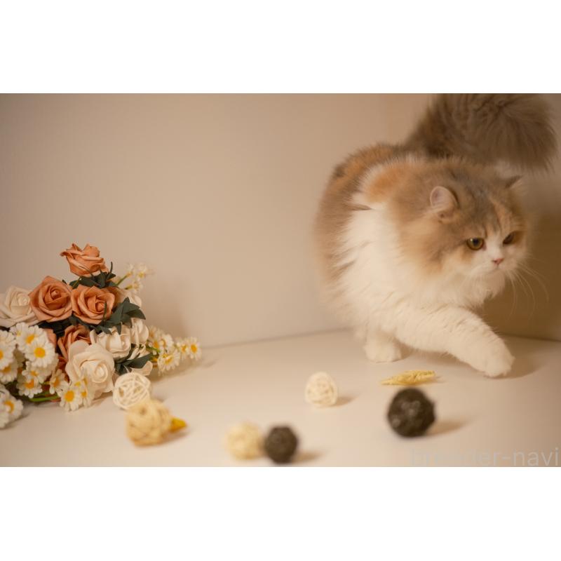 モナ（Mona）ちゃん1枚目