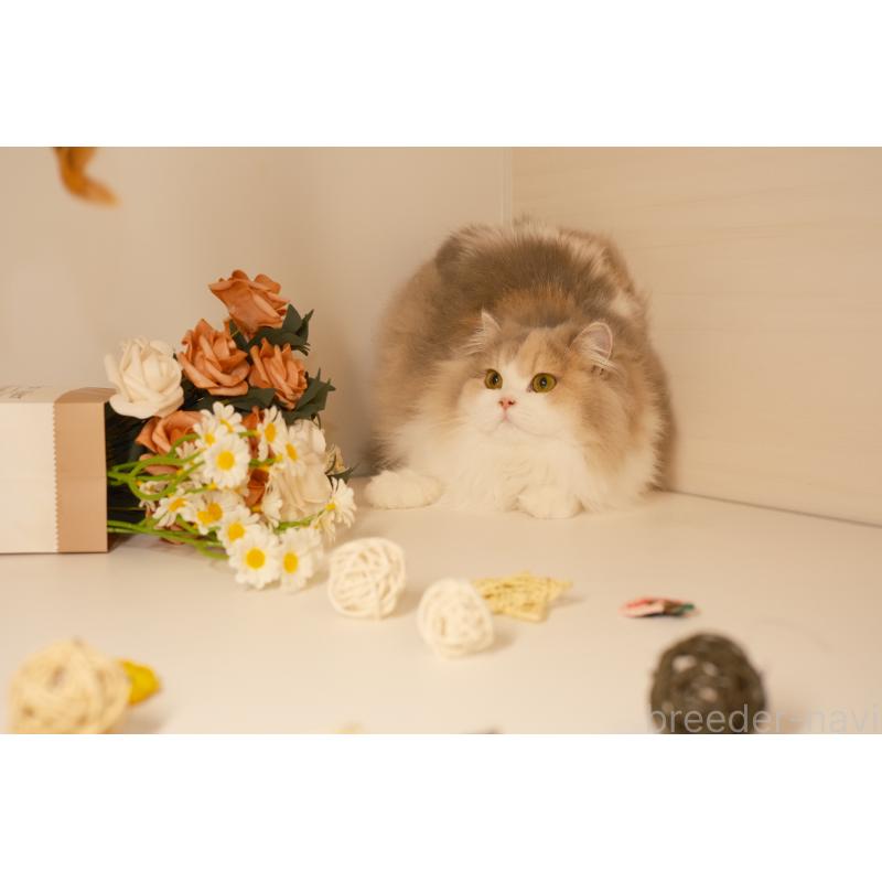 モナ（Mona）ちゃん1枚目