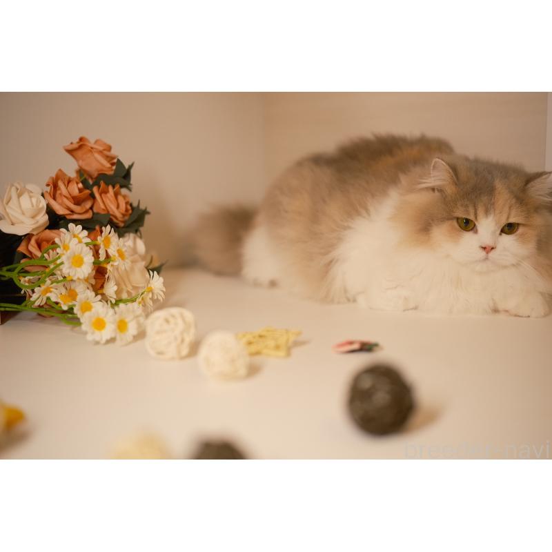 モナ（Mona）ちゃん1枚目