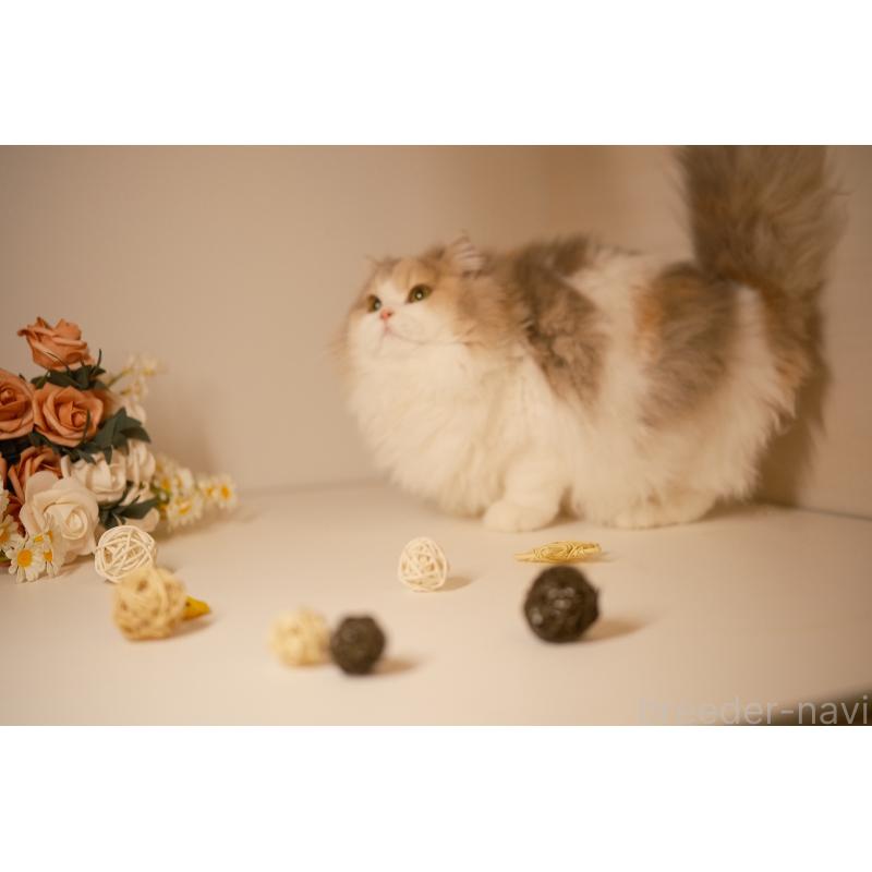 モナ（Mona）ちゃん1枚目