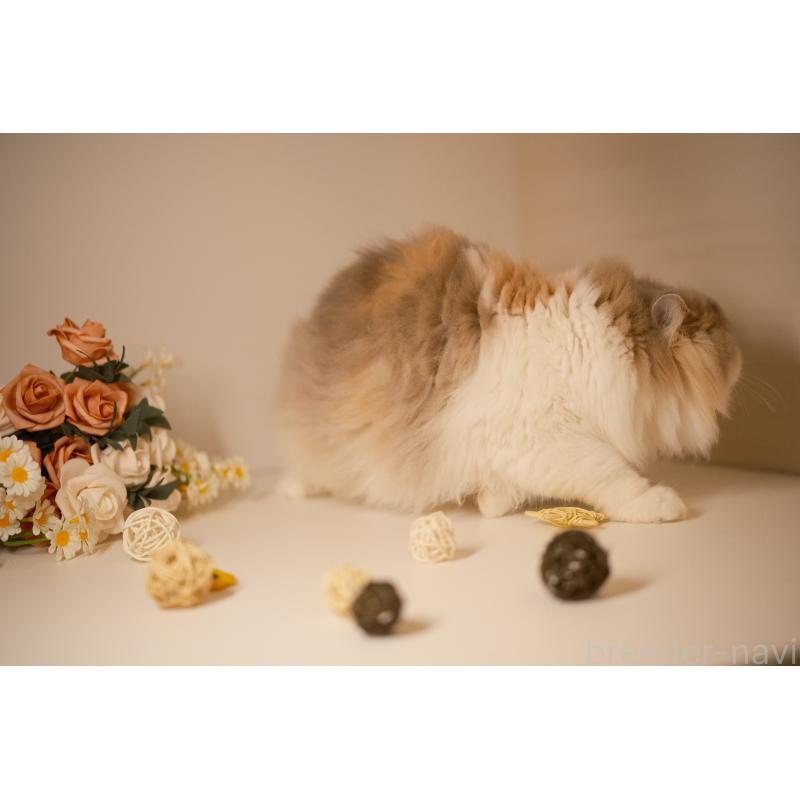 モナ（Mona）ちゃん1枚目