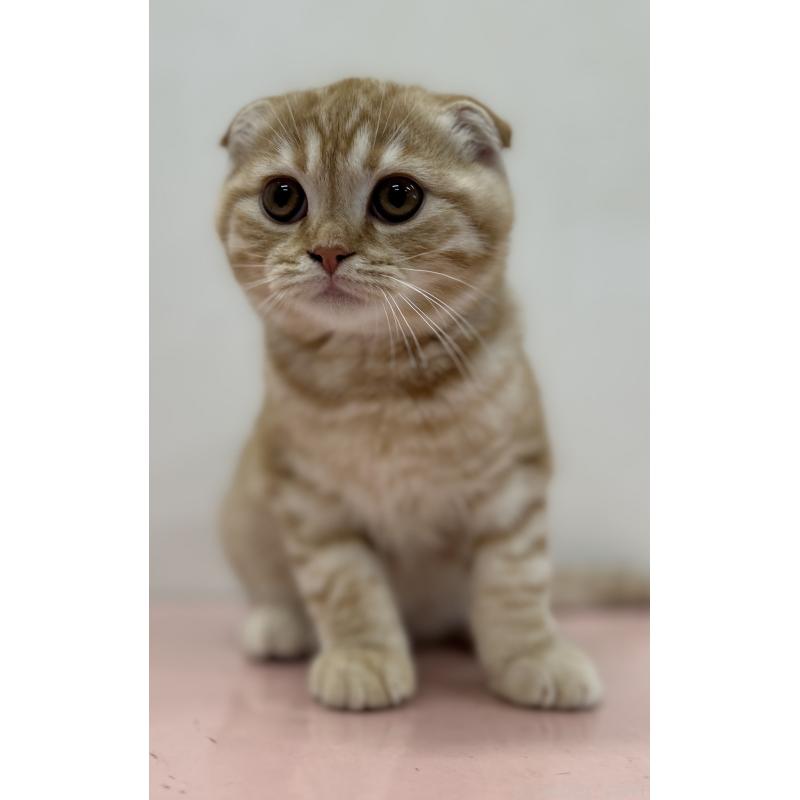 販売中の神奈川県のスコティッシュフォールド-129767の2枚目