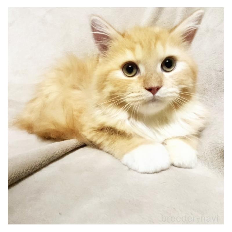 販売中の埼玉県のミヌエット-132727の6枚目