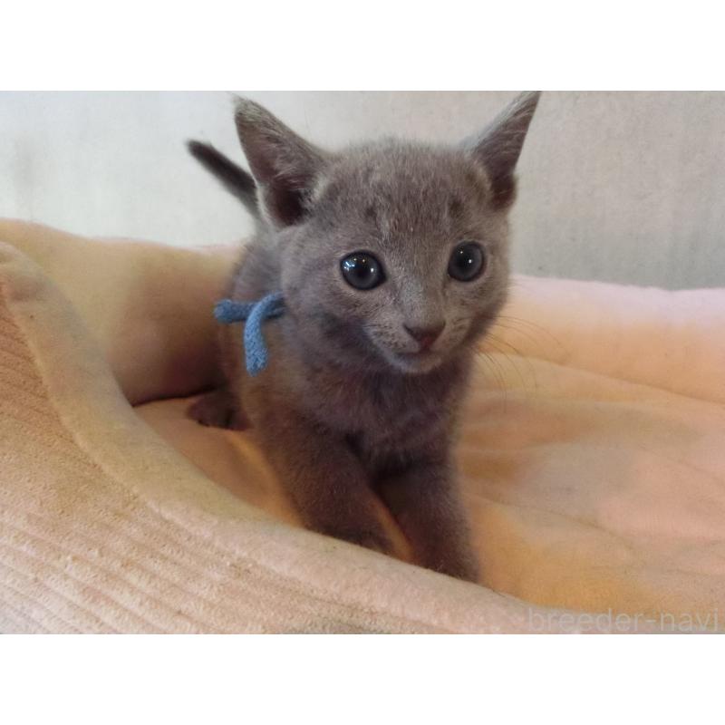 販売中の兵庫県のロシアンブルー-132728の5枚目